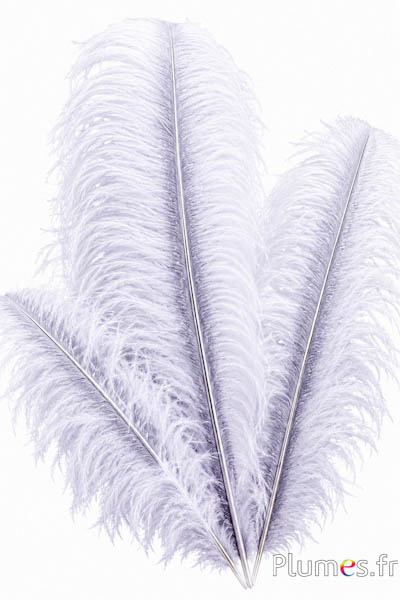 Struzzo con rachide argentato – 50-60 cm – bianco  